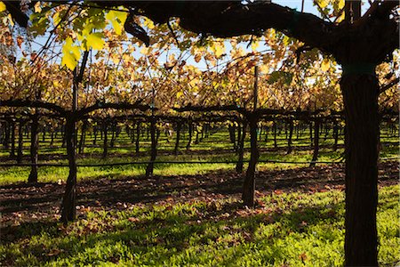 simsearch:846-05647552,k - View of Vineyard in Autumn, Napa Valley, California, USA Stock Photo - Rights-Managed, Code: 700-03294974