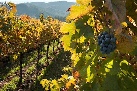 simsearch:846-05647552,k - View of Vineyard in Autumn, Napa Valley, California, USA Stock Photo - Rights-Managed, Code: 700-03294970