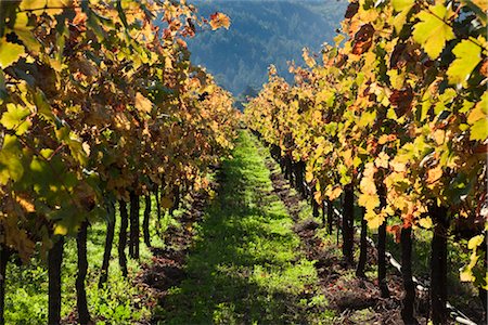 simsearch:846-05647552,k - View of Vineyard in Autumn, Napa Valley, California, USA Stock Photo - Rights-Managed, Code: 700-03294971