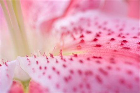 flower macro - Lily Petal Foto de stock - Con derechos protegidos, Código: 700-03298901