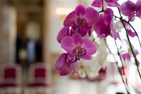 special moment - Pink and White Orchids at a City Hall Wedding Hall, Salzburg, Austria Stock Photo - Rights-Managed, Code: 700-03299230