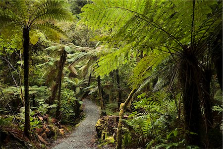 rainforest - Wombat Lake Walk, Franz Josef Glacier, South Island, New Zealand Stock Photo - Rights-Managed, Code: 700-03333651