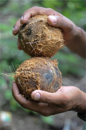 Coconuts Vanua Levu Island, Fiji, Melanesia Stock Photo - Rights-Managed, Code: 700-03367378