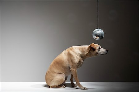 ducking - Dog and Disco Ball Stock Photo - Rights-Managed, Code: 700-03368395