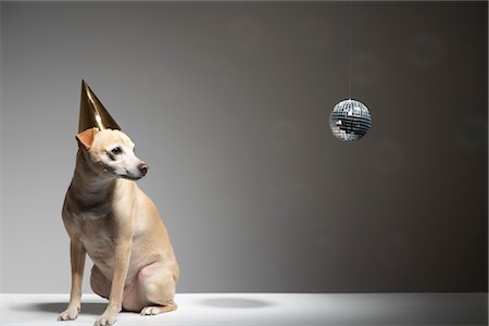 Dog and Wearing Birthday Hat Stock Photo - Rights-Managed, Code: 700-03368396