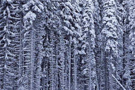 photographs of bc forests - Snow Covered Evergreen Forest, British Columbia, Canada Stock Photo - Rights-Managed, Code: 700-03368699