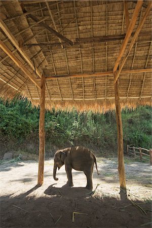 fenced in - Baby Elephant, Thai Elephant Conservation Center, Lampang, Lampang Province, Northern Thailand, Thailand Stock Photo - Rights-Managed, Code: 700-03405561