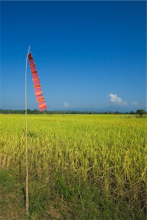 simsearch:700-01716733,k - Temple Flag and Rice Field, Lampang Province, Northern Thailand, Thailand Stock Photo - Rights-Managed, Code: 700-03405583