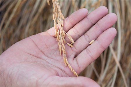 plants with seeds - Selecting Rice Seed From Harvested Rice Crop Stock Photo - Rights-Managed, Code: 700-03405594