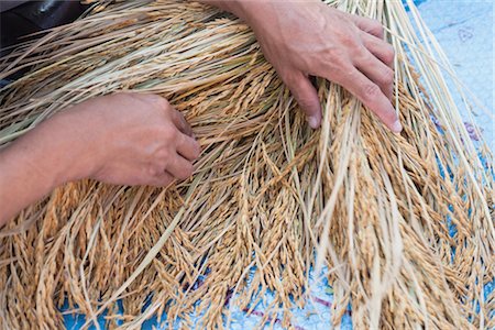Selecting Rice Seed From Harvested Rice Crop Stock Photo - Rights-Managed, Code: 700-03405593