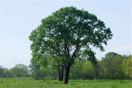 Cottonwood Tree in Spring, Dallas, Texas, USA Stock Photo - Rights-Managed, Code: 700-03406622