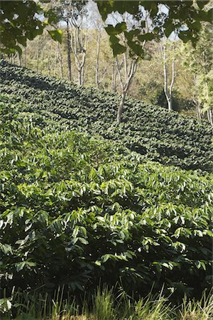 simsearch:700-01716733,k - Shade Grown Arabica Coffee Plantation, Doi Tung, Chiang Rai Province, Thailand Stock Photo - Rights-Managed, Code: 700-03407563