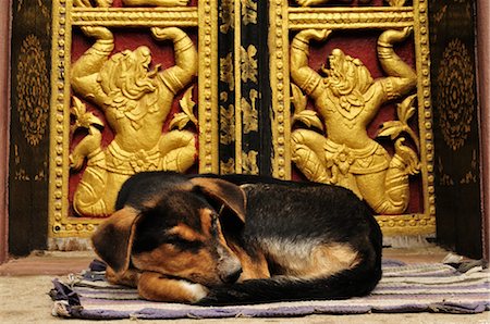 simsearch:700-00547107,k - Dog at Ban Xieng Muan, Luang Prabang, Laos Stock Photo - Rights-Managed, Code: 700-03407715