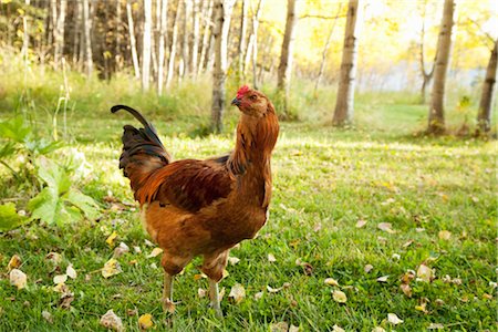 rooster - Portrait of Ameraucana Rooster Stock Photo - Rights-Managed, Code: 700-03407991