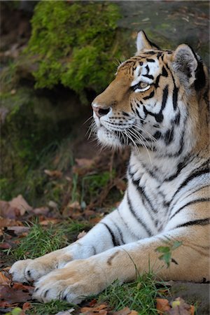 Portrait of Siberian Tiger Stock Photo - Rights-Managed, Code: 700-03408009