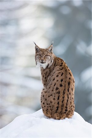 European Lynx, Bavarian Forest National Park, Bavaria, Germany Foto de stock - Con derechos protegidos, Código: 700-03403904