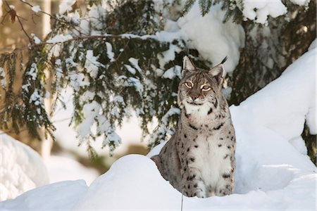 European Lynx, Bavarian Forest National Park, Bavaria, Germany Foto de stock - Con derechos protegidos, Código: 700-03403905