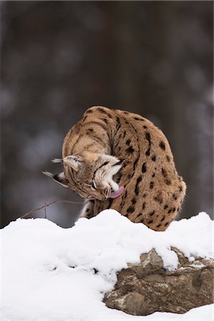 European Lynx, Bavarian Forest National Park, Bavaria, Germany Foto de stock - Con derechos protegidos, Código: 700-03403906