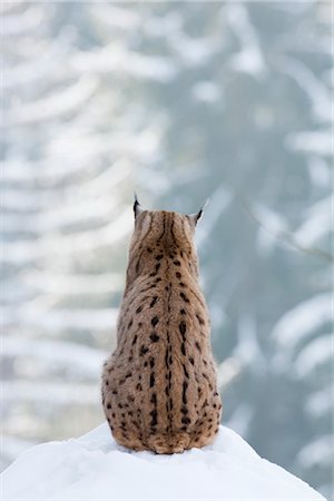 European Lynx, Bavarian Forest National Park, Bavaria, Germany Foto de stock - Con derechos protegidos, Código: 700-03403907