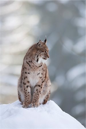 European Lynx, Bavarian Forest National Park, Bavaria, Germany Foto de stock - Con derechos protegidos, Código: 700-03403908