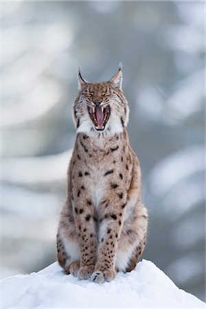 European Lynx, Bavarian Forest National Park, Bavaria, Germany Foto de stock - Con derechos protegidos, Código: 700-03403909
