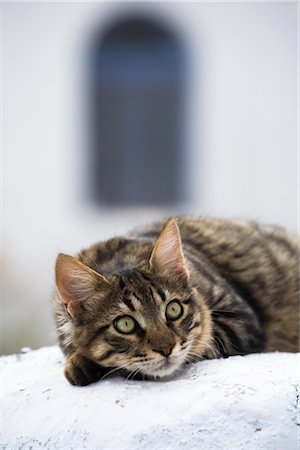 scared cat - Domestic cat, Santorini, Cyclades, Greece Stock Photo - Rights-Managed, Code: 700-03403900