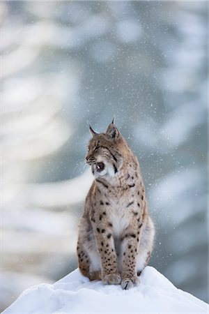 European Lynx, Bavarian Forest National Park, Bavaria, Germany Foto de stock - Con derechos protegidos, Código: 700-03403901