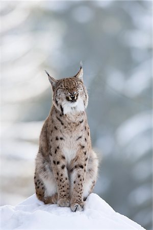 European Lynx, Bavarian Forest National Park, Bavaria, Germany Foto de stock - Con derechos protegidos, Código: 700-03403902