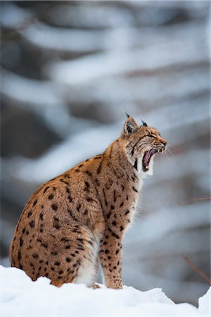 European Lynx, Bavarian Forest National Park, Bavaria, Germany Foto de stock - Con derechos protegidos, Código: 700-03403903