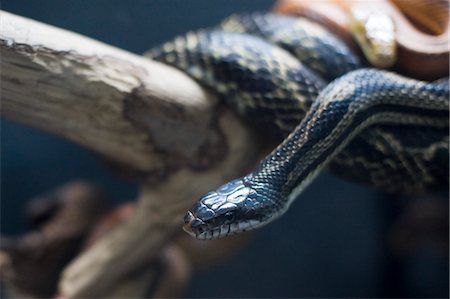 snake not people - Black Snake, Florida Aquarium, Tampa, Florida, USA Stock Photo - Rights-Managed, Code: 700-03439228