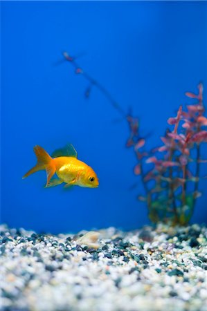 Gold Fish in Aquarium, Tampa Aquarium, Tampa, Florida, USA Stock Photo - Rights-Managed, Code: 700-03439230