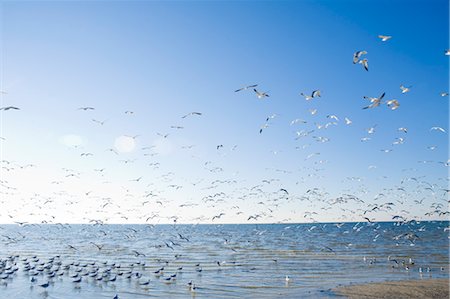 space flight - Seagulls, Hudson Beach, Florida, USA Stock Photo - Rights-Managed, Code: 700-03439232