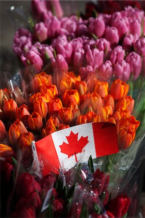 festivals in canada - Tulips at Market, Vancouver, British Columbia, Canada Stock Photo - Rights-Managed, Code: 700-03439567