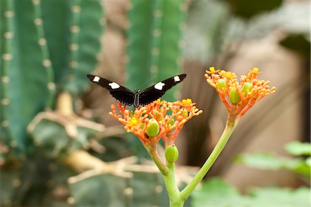 Butterfly Stock Photo - Rights-Managed, Code: 700-03445678