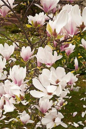 flower on tree light pink - Close-up of Magnolia Blossoms on Magnolia Shrub Stock Photo - Rights-Managed, Code: 700-03440038