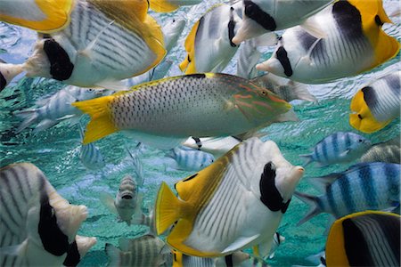 fish school - Various Tropical Reef Fish, Bora Bora Nui Resort, Bora Bora, Tahiti, French Polynesia Stock Photo - Rights-Managed, Code: 700-03440202