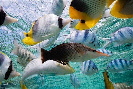 Divers poissons de récifs tropicaux, Bora Bora Nui Resort, Bora Bora, Tahiti, Polynésie française Photographie de stock - Rights-Managed, Code: 700-03440203