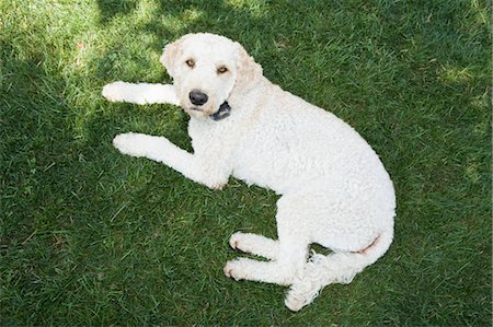 simsearch:700-06570975,k - Goldendoodle Resting in Backyard Stock Photo - Rights-Managed, Code: 700-03451291