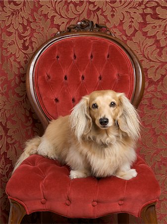 fancy (highly decorated) - Long Haired Dachshund Foto de stock - Con derechos protegidos, Código: 700-03451404