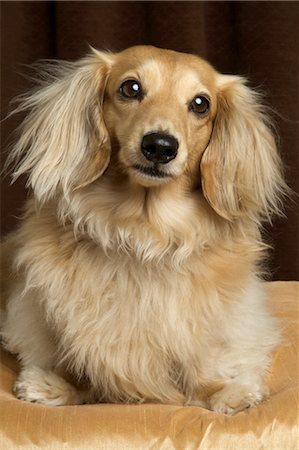 dachshund - Long Haired Dachshund Stock Photo - Rights-Managed, Code: 700-03451408