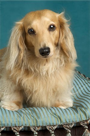dachshund - Long Haired Dachshund Stock Photo - Rights-Managed, Code: 700-03451409
