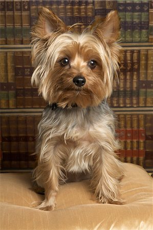 Yorkshire Terrier Stock Photo - Rights-Managed, Code: 700-03451411