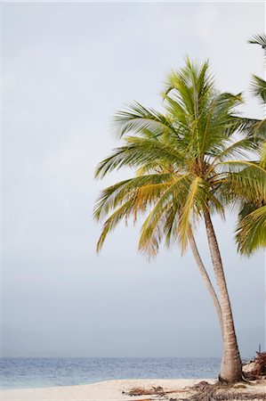 palm - Tropical Beach, San Blas Islands, Panama Stock Photo - Rights-Managed, Code: 700-03466787