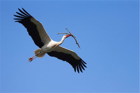 space flight - White Stork in Flight Stock Photo - Rights-Managed, Code: 700-03478633