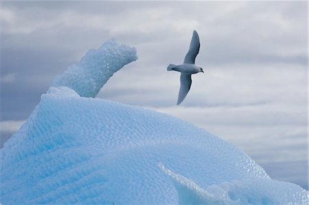 Snow Petrel Flying over Iceberg, Antarctica Stock Photo - Rights-Managed, Code: 700-03484586