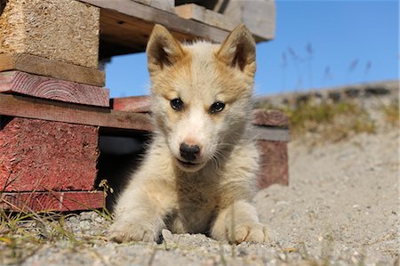 playful dog not playing not people - Puppy, Ilulissat, Qaasuitsup, Greenland Stock Photo - Rights-Managed, Code: 700-03506183