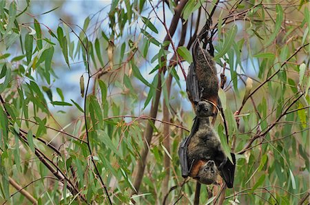 Grey-Headed Flying Foxes, Yarra Bend Park, Melbourne, Australia Stock Photo - Rights-Managed, Code: 700-03508461