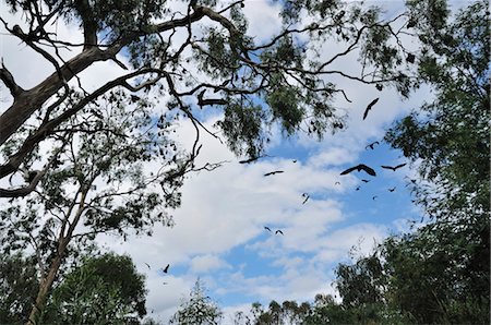 Grey-Headed Flying Foxes, Yarra Bend Park, Melbourne, Australia Stock Photo - Rights-Managed, Code: 700-03508463