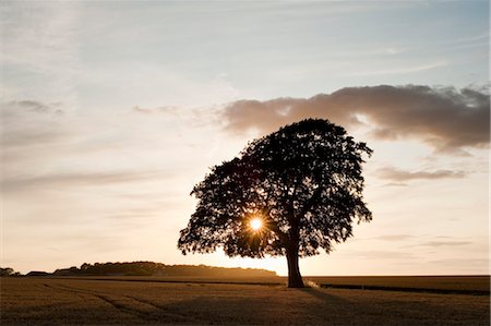 Tree at Sunset in Wheat Field, Cotswolds, England Stock Photo - Rights-Managed, Code: 700-03501303