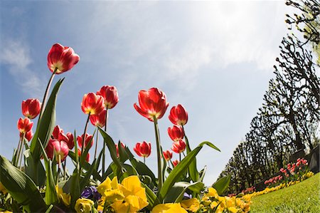 Tulips in Mirabell Gardens, Salzburg, Austria Stock Photo - Rights-Managed, Code: 700-03502869